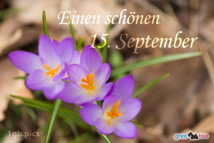 Lila Krokus Einen Schoenen 15 September