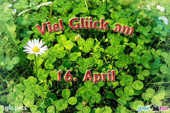 Klee Gaensebluemchen Viel Glueck Am 16 April