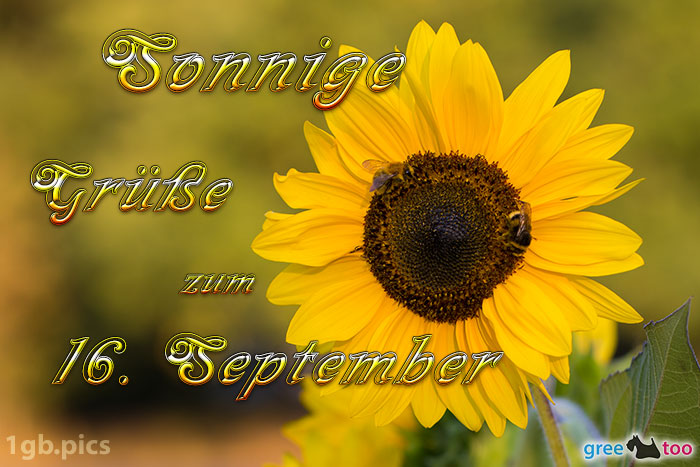 Sonnenblume Bienen Zum 16 September Bild - 1gb.pics