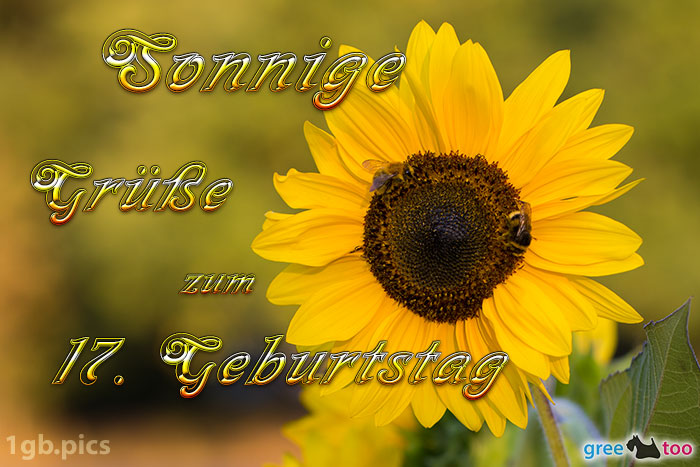 Sonnenblume Bienen Zum 17 Geburtstag Bild - 1gb.pics