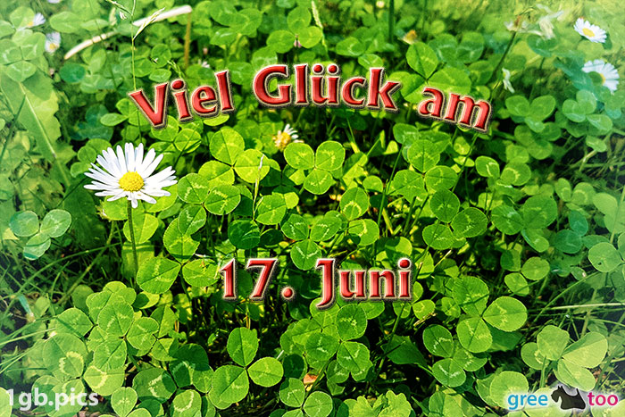 Klee Gaensebluemchen Viel Glueck Am 17 Juni