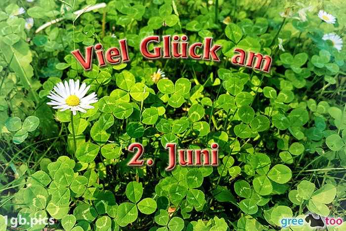 Klee Gaensebluemchen Viel Glueck Am 2 Juni Bild - 1gb.pics