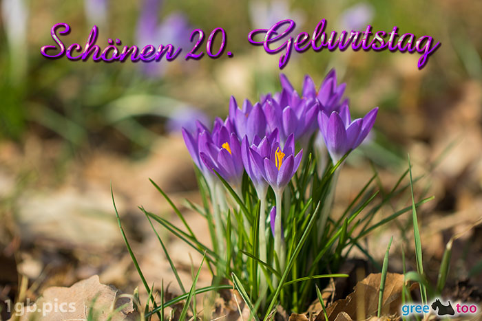 20. Geburtstag von 1gbpics.com