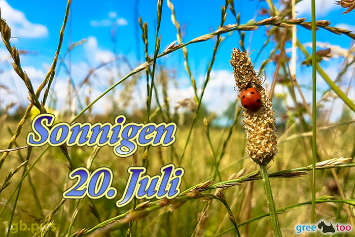 Marienkaefer Sonnigen 20 Juli