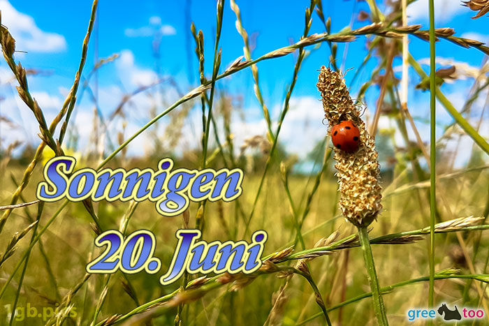 Marienkaefer Sonnigen 20 Juni