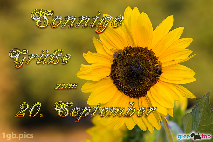 Sonnenblume Bienen Zum 20 September Bild - 1gb.pics