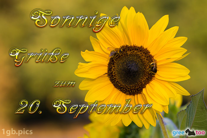 Sonnenblume Bienen Zum 20 September