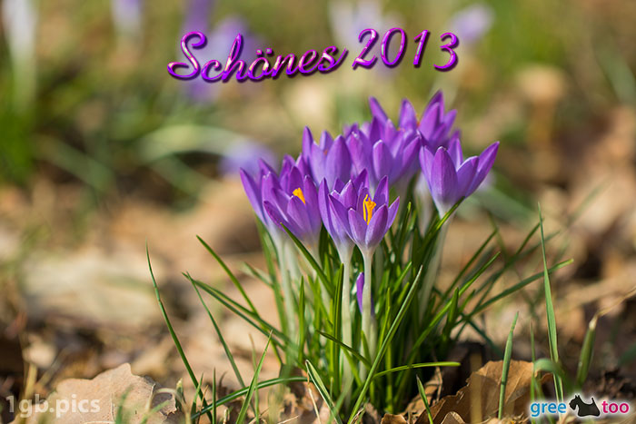 Krokusstaude Schoenes 2013