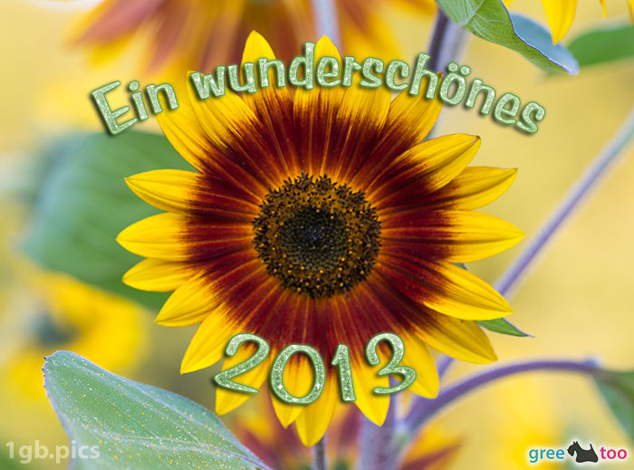 Sonnenblume Ein Wunderschoenes 2013