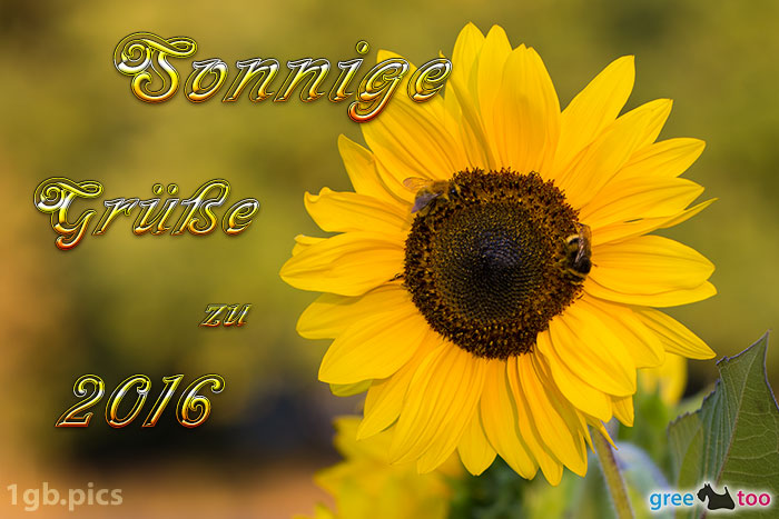 Sonnenblume Bienen Zu 2016 Bild - 1gb.pics