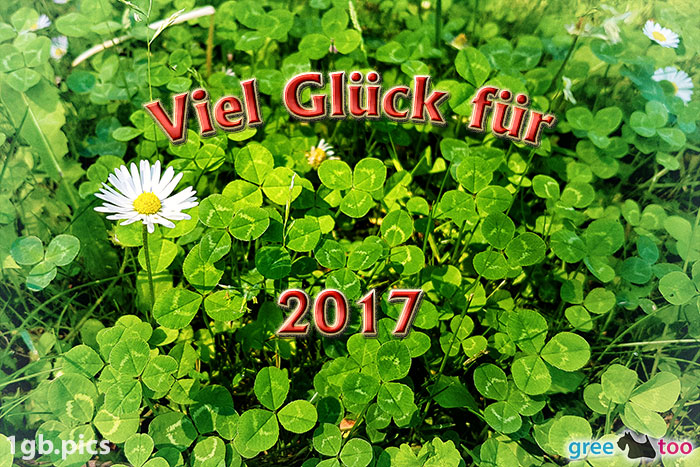 Klee Gaensebluemchen Viel Glueck Fuer 2017 Bild - 1gb.pics