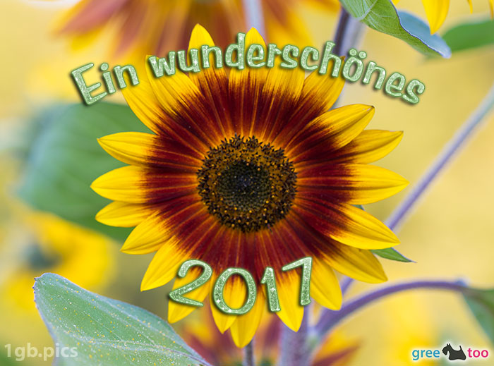 Sonnenblume Ein Wunderschoenes 2017