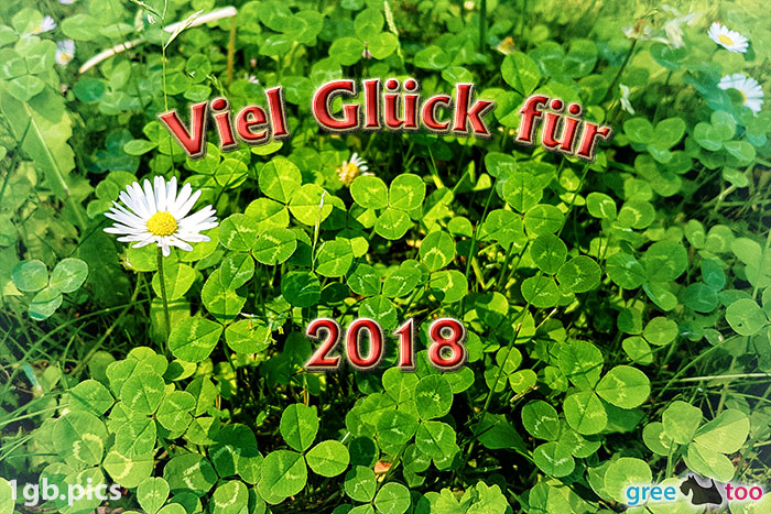 Klee Gaensebluemchen Viel Glueck Fuer 2018