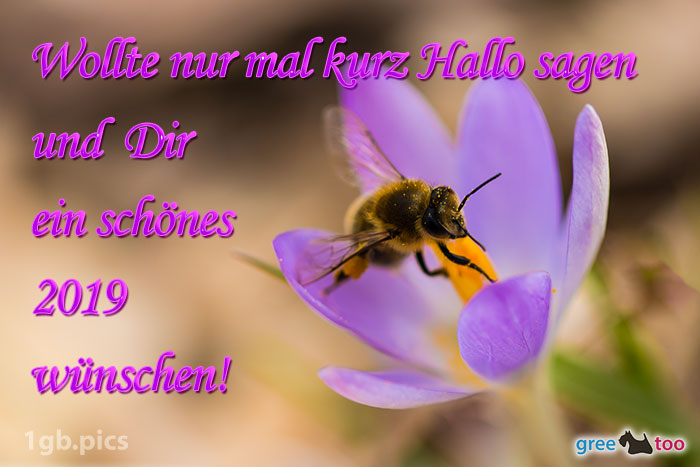 Krokus Biene Ein Schoenes 2019