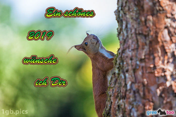 Eichhoernchen Ein Schoenes 2019