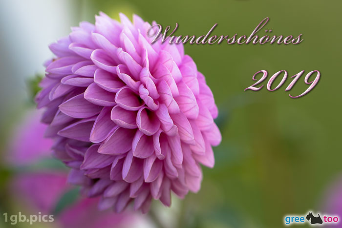 Lila Dahlie Wunderschoenes 2019