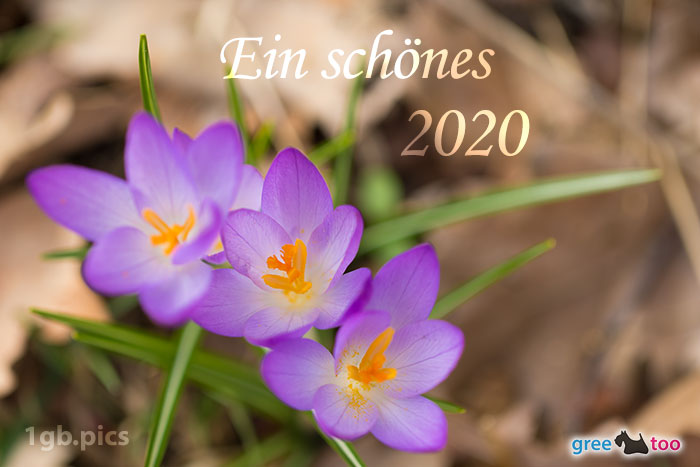 Lila Krokus Ein Schoenes 2020