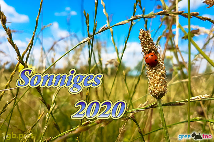 Marienkaefer Sonniges 2020