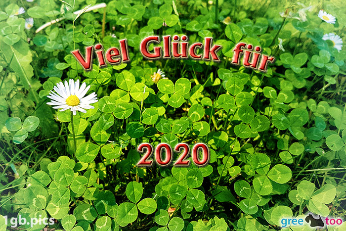 Klee Gaensebluemchen Viel Glueck Fuer 2020