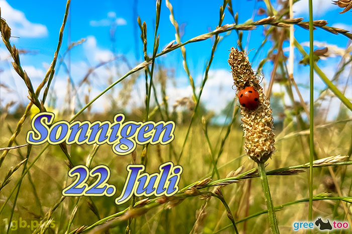 Marienkaefer Sonnigen 22 Juli