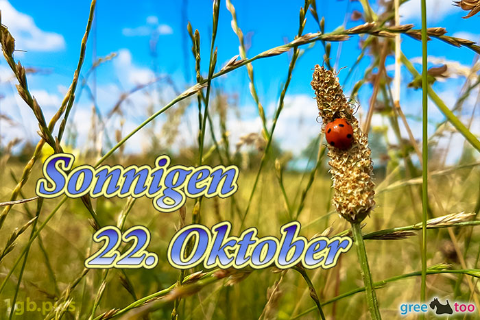 Marienkaefer Sonnigen 22 Oktober