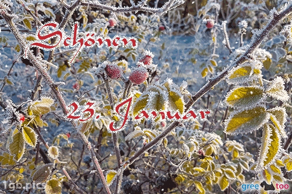 Hagebuttenstrauch Frost Schoenen 23 Januar Bild - 1gb.pics