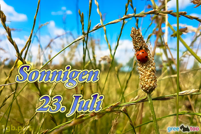 Marienkaefer Sonnigen 23 Juli