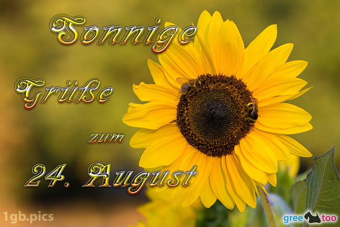 Sonnenblume Bienen Zum 24 August