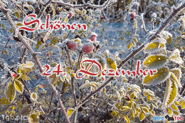 Hagebuttenstrauch Frost Schoenen 24 Dezember Bild - 1gb.pics