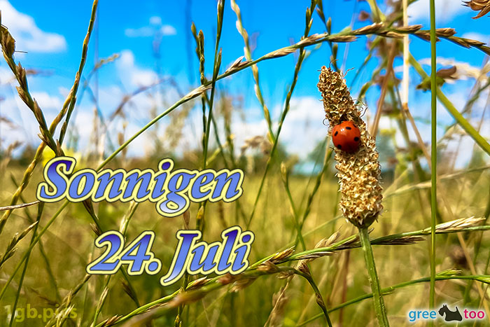 Marienkaefer Sonnigen 24 Juli