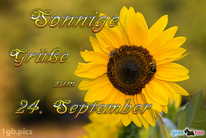 Sonnenblume Bienen Zum 24 September