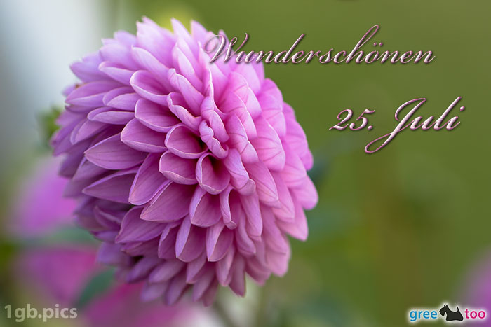 Lila Dahlie Wunderschoenen 25 Juli