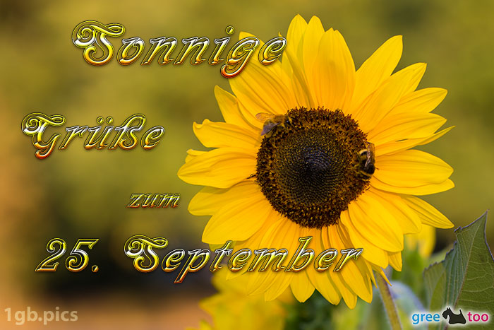 Sonnenblume Bienen Zum 25 September