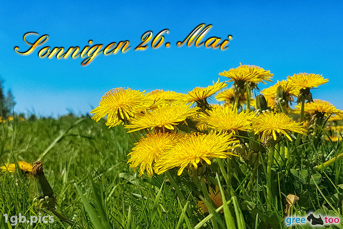 Loewenzahn Sonnigen 26 Mai