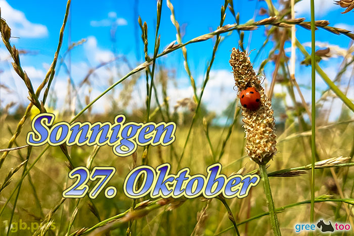 Marienkaefer Sonnigen 27 Oktober