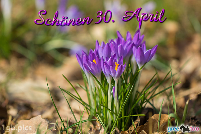 Krokusstaude Schoenen 30 April Bild - 1gb.pics