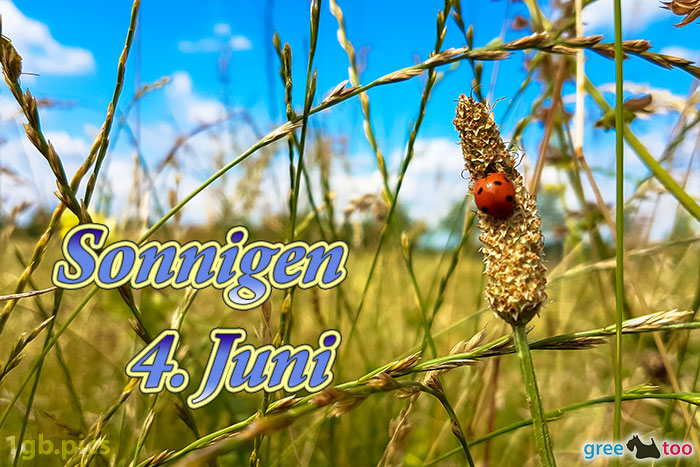 Marienkaefer Sonnigen 4 Juni