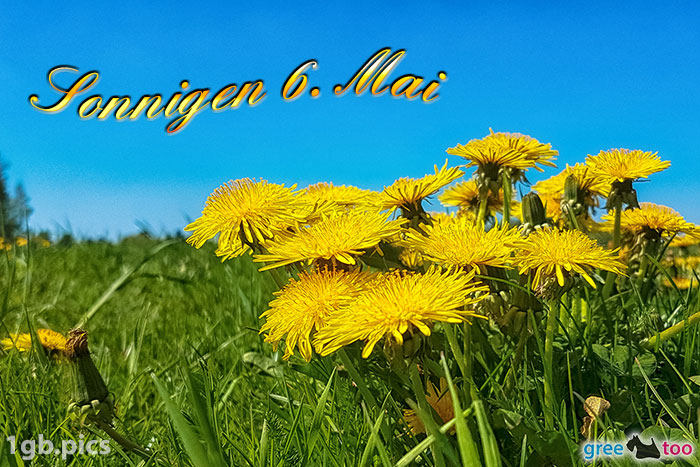 Loewenzahn Sonnigen 6 Mai