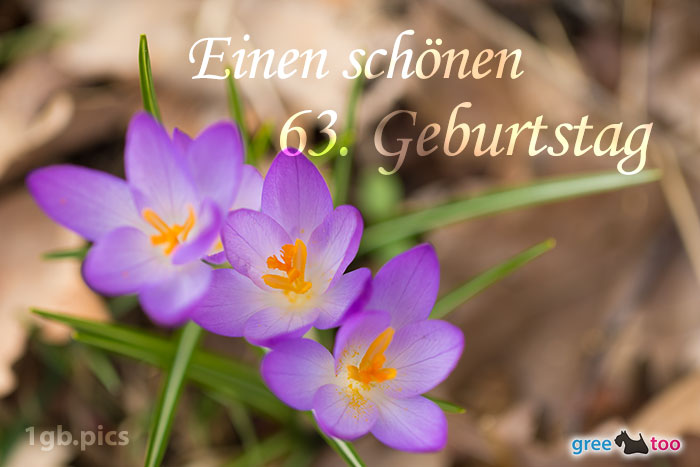 Lila Krokus Einen Schoenen 63 Geburtstag Bild - 1gb.pics