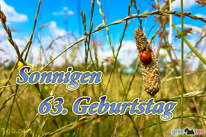 Marienkaefer Sonnigen 63 Geburtstag Bild - 1gb.pics