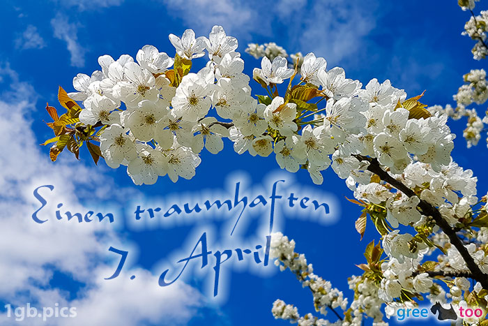 Kirschblueten Einen Traumhaften 7 April