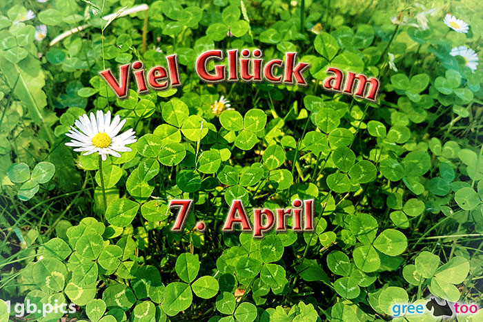 Klee Gaensebluemchen Viel Glueck Am 7 April Bild - 1gb.pics