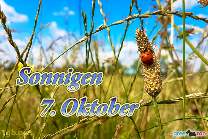 Marienkaefer Sonnigen 7 Oktober