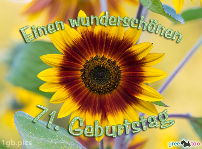 Sonnenblume Einen Wunderschoenen 71 Geburtstag