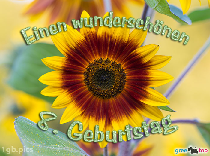 Sonnenblume Einen Wunderschoenen 8 Geburtstag
