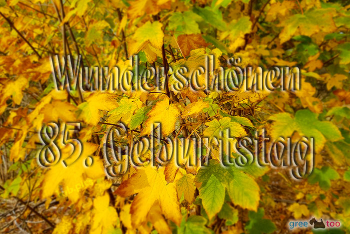 Wunderschoenen 85 Geburtstag Bild - 1gb.pics
