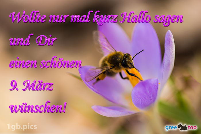 Krokus Biene Einen Schoenen 9 Maerz Bild - 1gb.pics