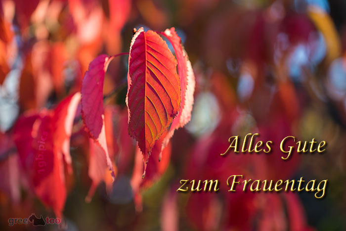 Alles Gute zum Frauentag von 1gbpics.com