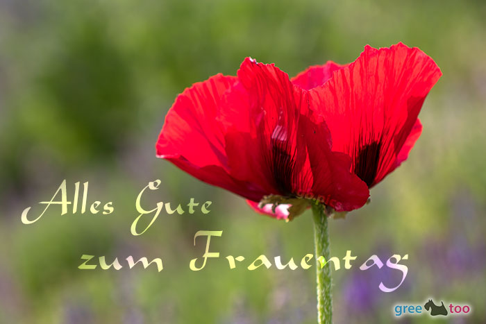 Alles Gute zum Frauentag von 1gbpics.com