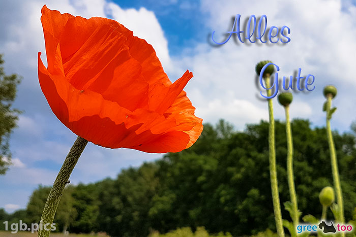 Mohnblume Alles Gute